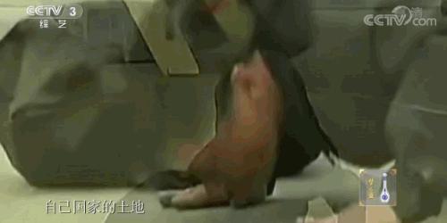 为国而歌免费观看,为国而歌主要内容