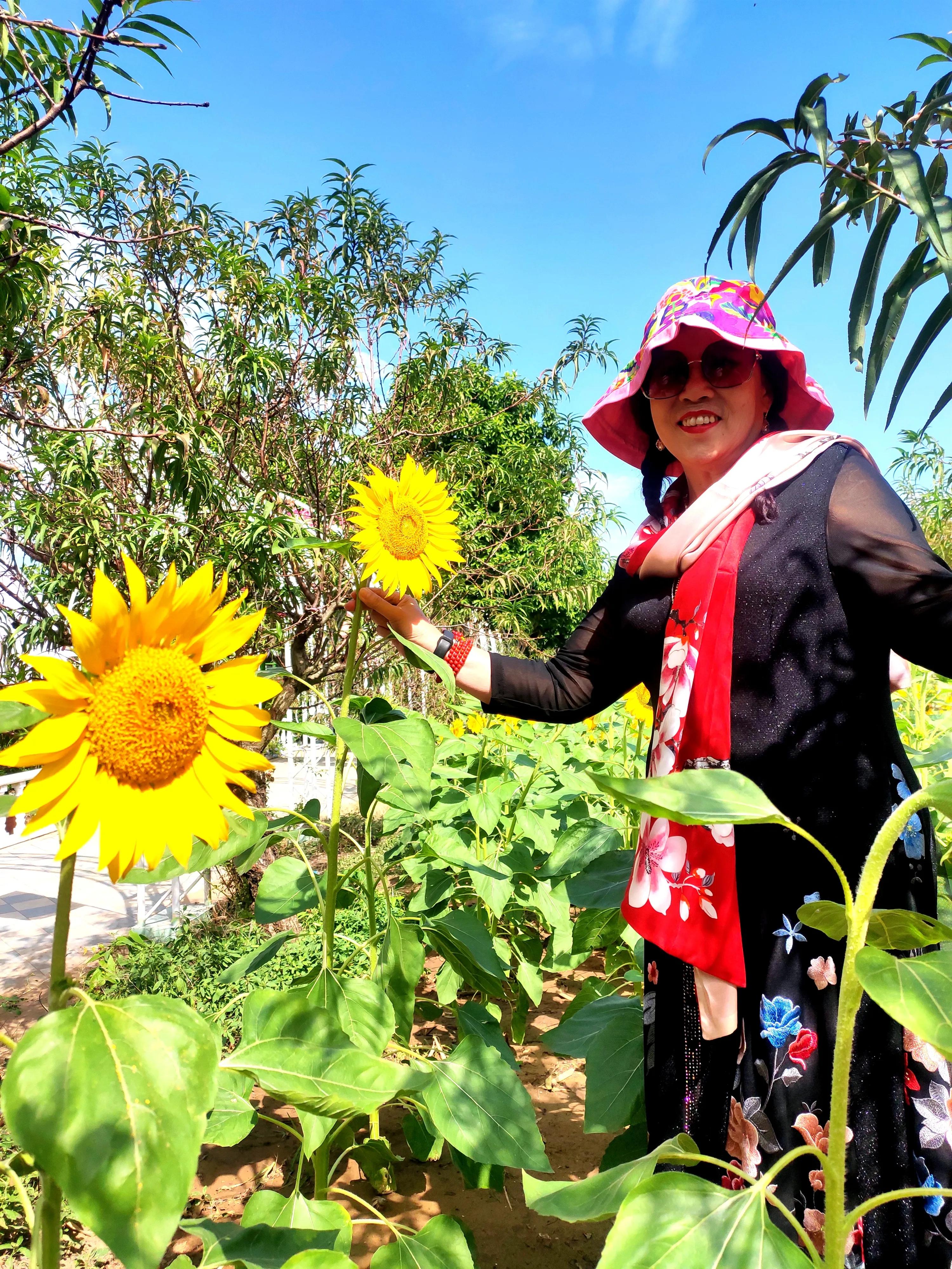 南沙好玩的地方百万葵园,广州南沙百万葵园几月份去最好