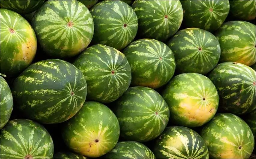 中国出口缅甸西瓜价格,缅甸西瓜出口