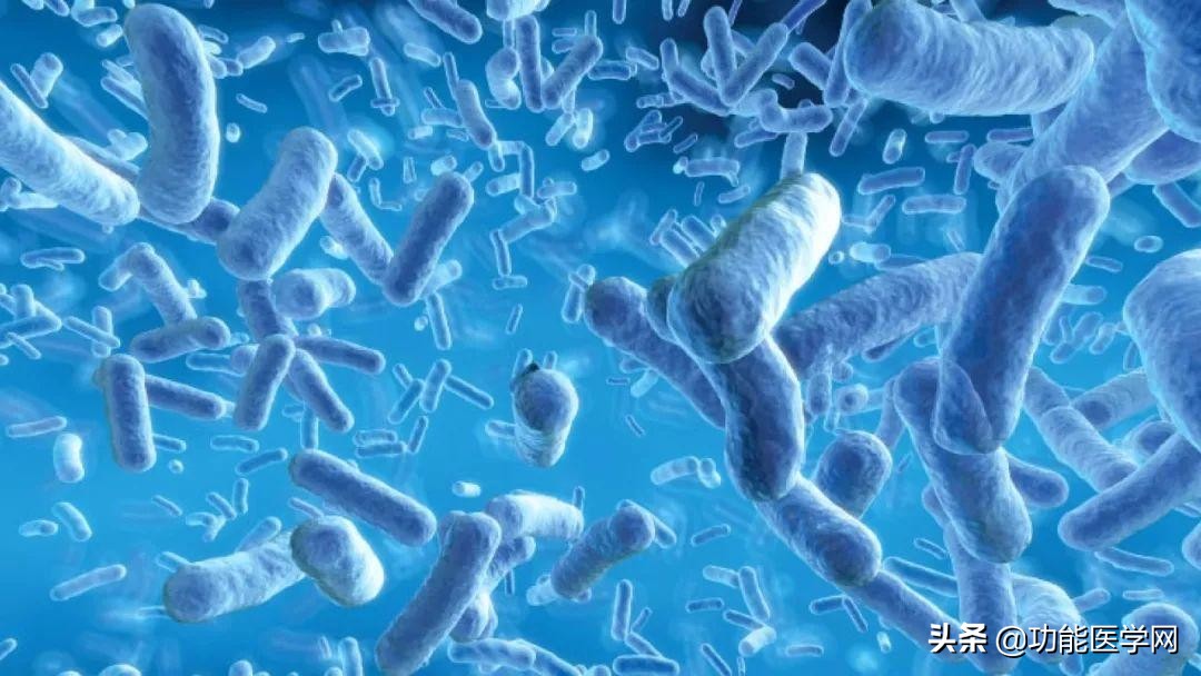 让人着迷的元素,微生物脑肠轴介绍