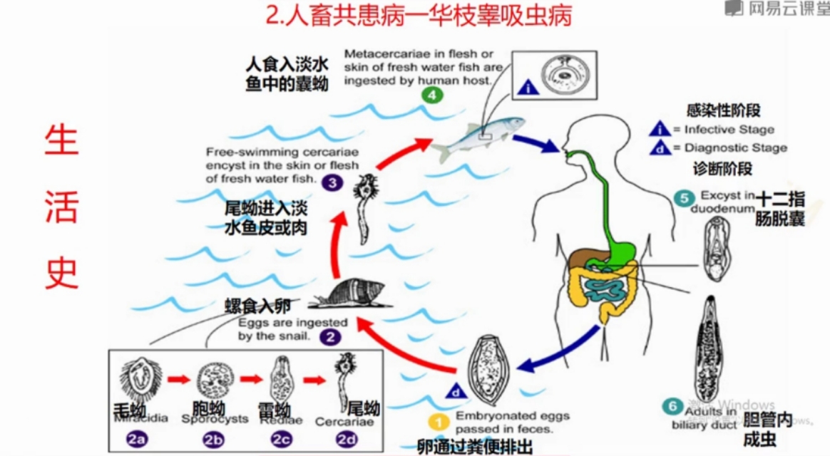 运用综合技术防控畜禽寄生虫病,动物寄生虫病防治技术教材