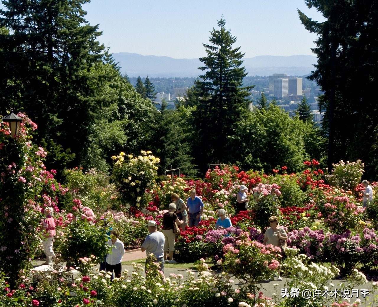 适合阳台养的月季品种推荐,盆栽月季哪些品种比较好养
