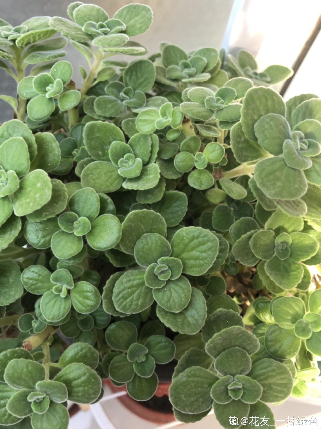 耐寒又好养的香水花,家里可以养法国香水花