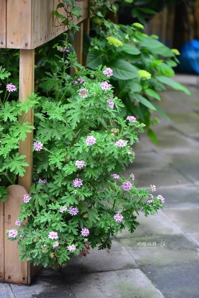 驱蚊草真的可以驱蚊子吗,驱蚊草能治蚊虫吗