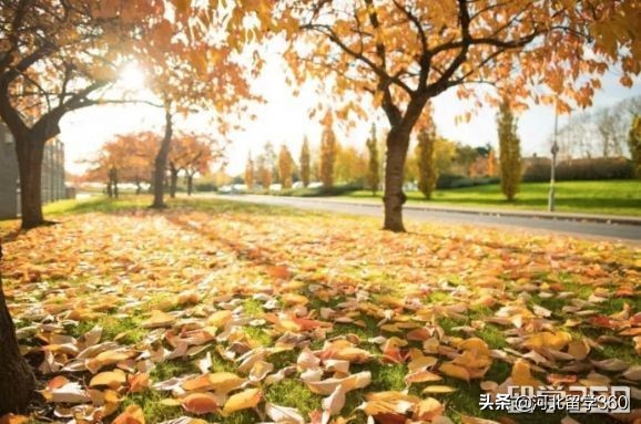 申请拉夫堡体育专业研究生很难吗,申请拉夫堡体育本科