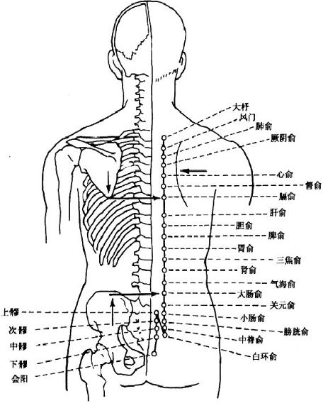 膀胱经十二正经各自的作用,内经十二经脉揭秘及应用的书
