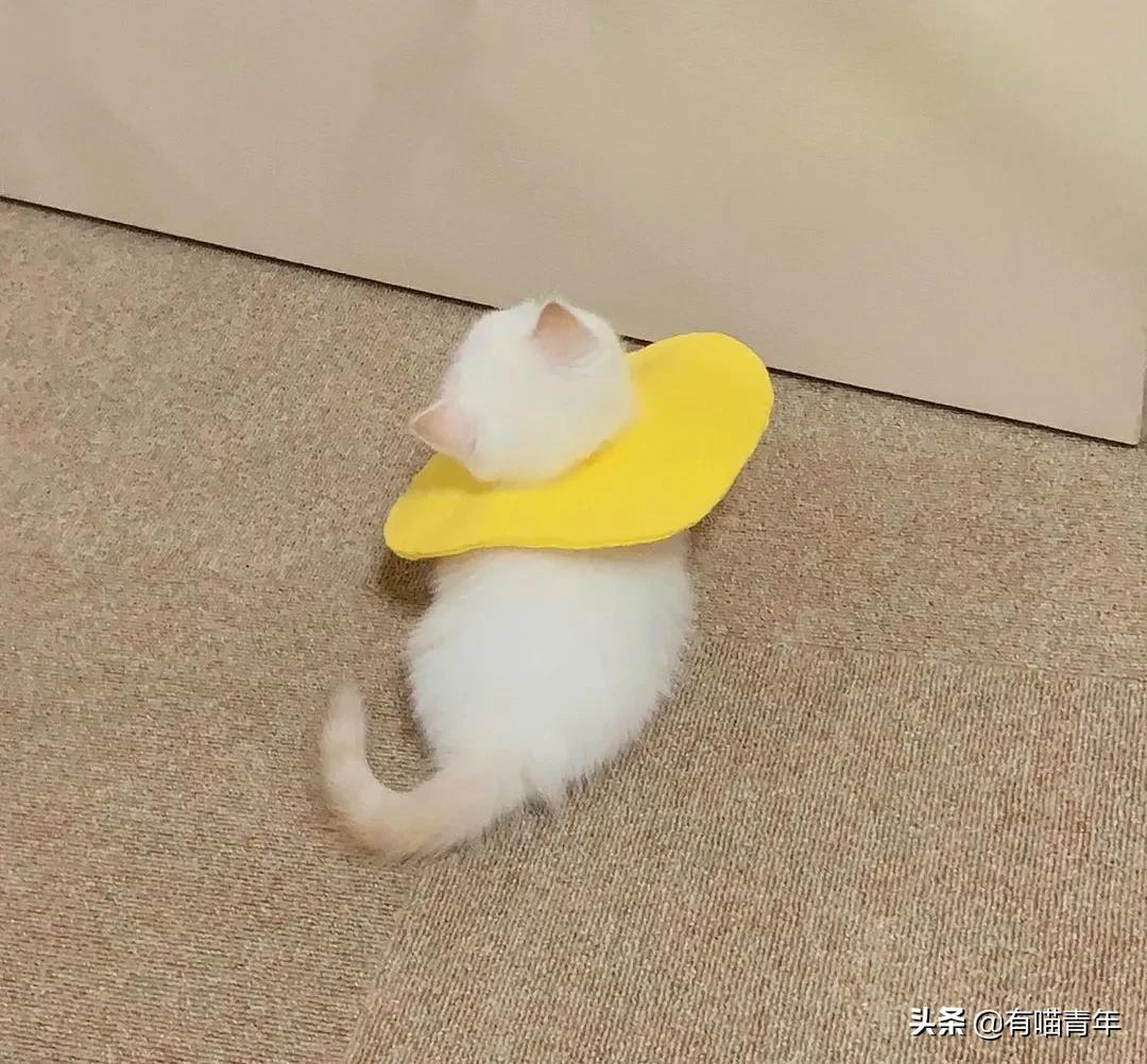 小奶猫的危害视频,小奶猫有什么危险