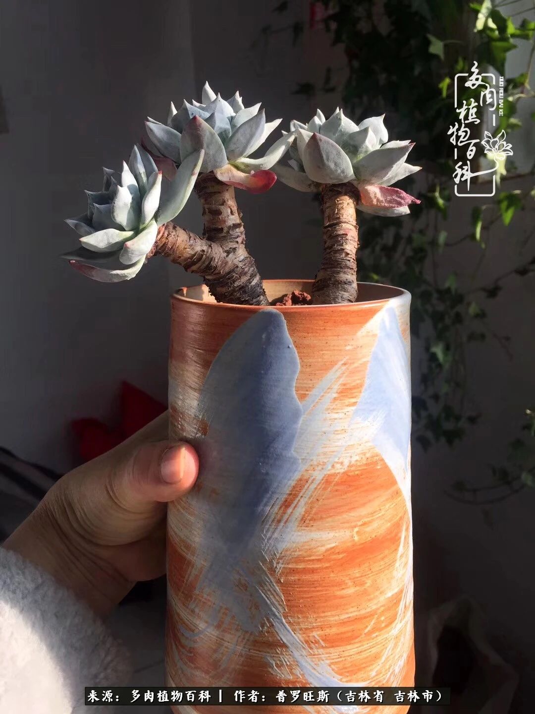 日日勤服侍，日日勤拂拭！服侍花儿，就是拂拭心灵