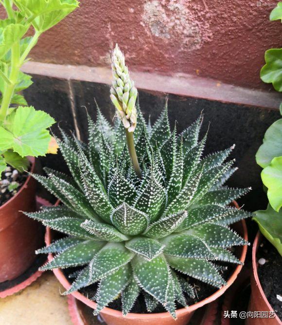 不起眼的芦荟，价值非常高，夏天止痒必备，有“它”不用怕蚊子