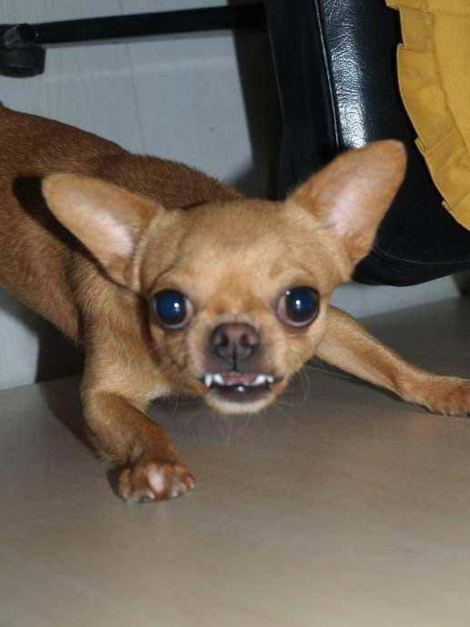 养吉娃娃的十大忌,吉娃娃的三大忌