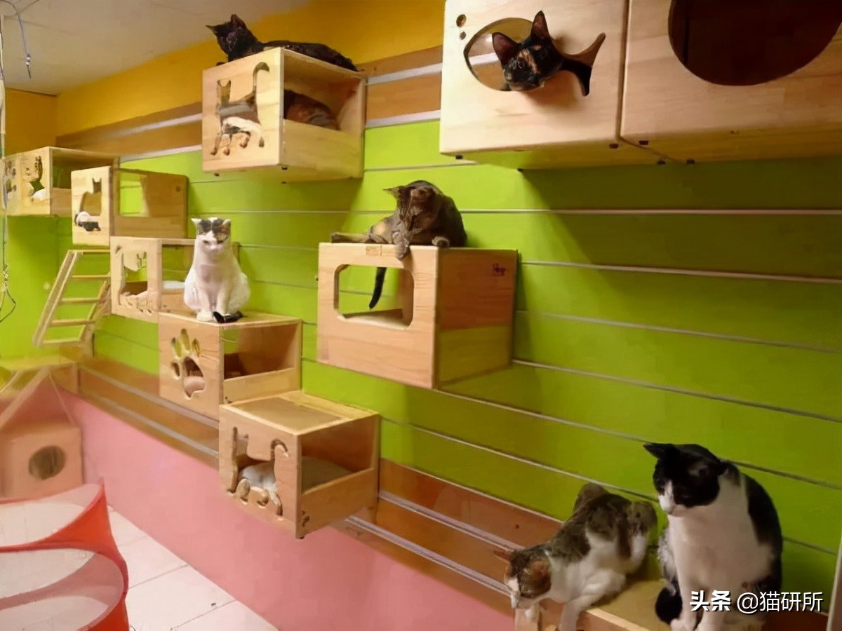 假期外出如何给猫咪找靠谱寄养,怎么找靠谱的猫咪寄养