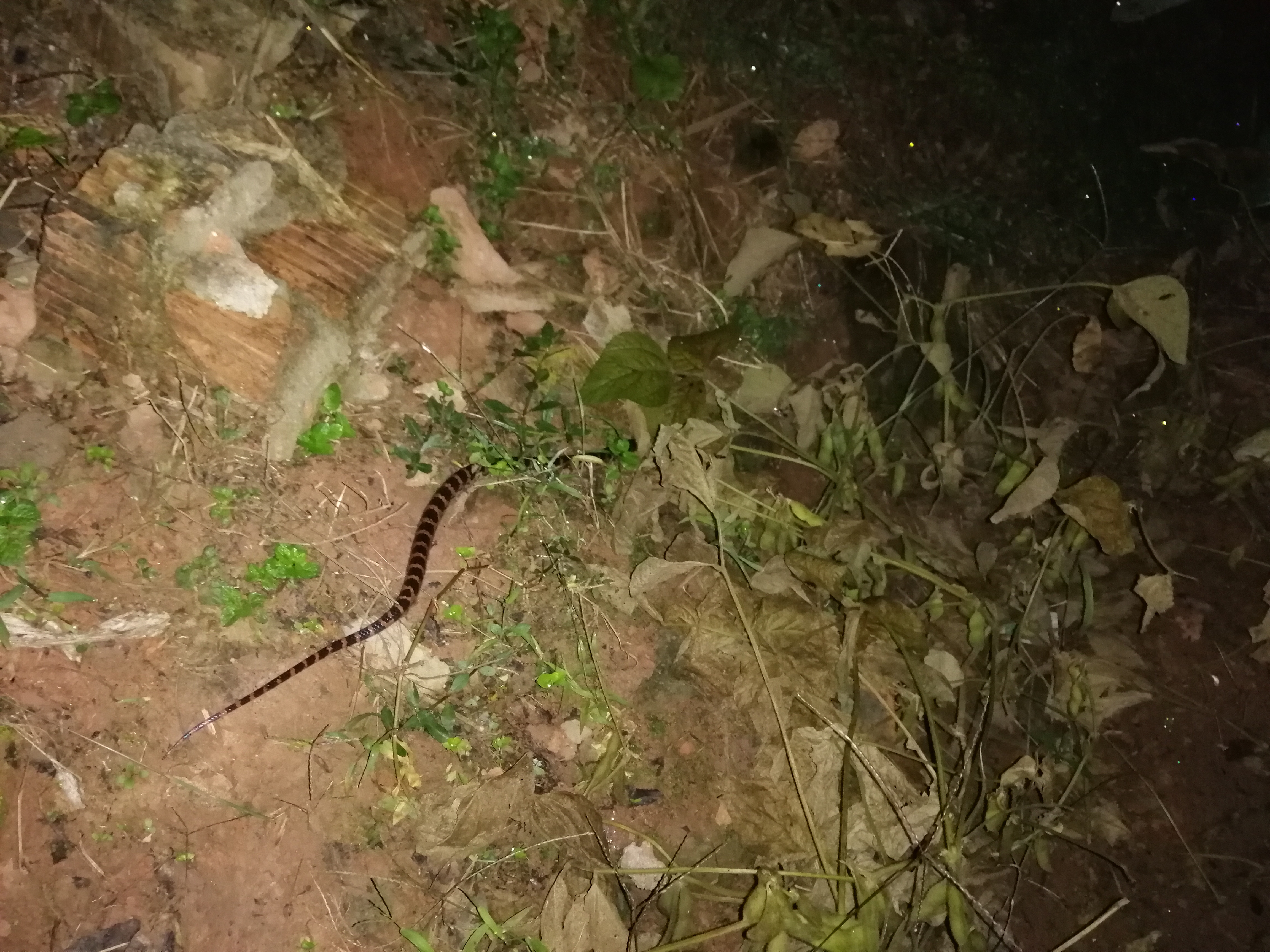 冬季小河沟野钓冰钓,春季小河钓鱼线组搭配