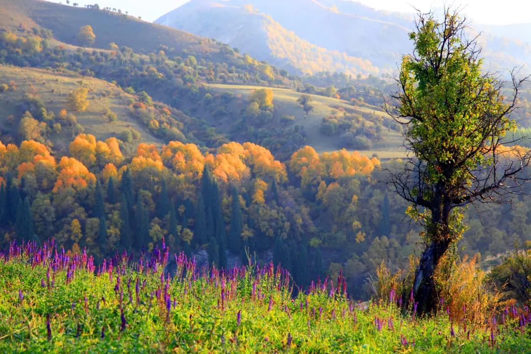 秋天十大绝美诗词名句,关于秋天的100句绝美诗词