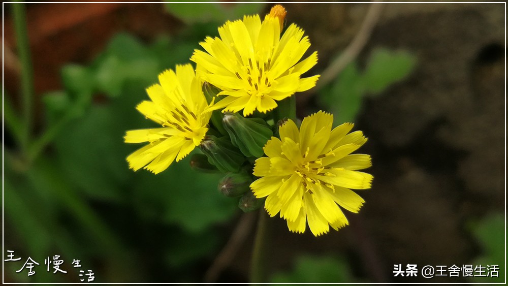 互联网“4.11”猜想：假如“维基解密”遇上了“视觉中国”……