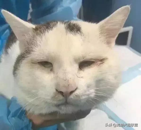 宠物整形有多可怕,宠物美容修脸