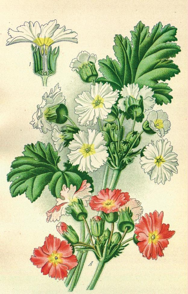 橙子橘子柚子柠檬树哪个开花最香,柚子柑橘橙子之间的关系