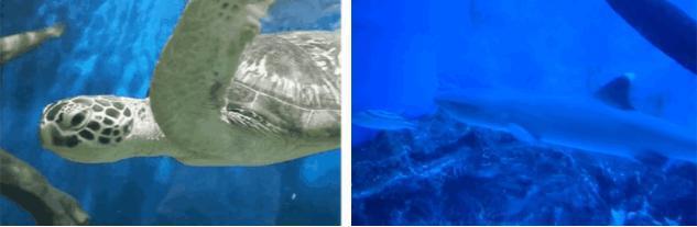 中原锦艺城购物中心布局,郑州中原锦艺城购物中心表演