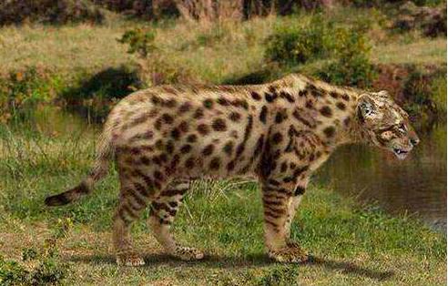 地球会出现更厉害的物种吗,地球上前几次人类是怎样灭绝的