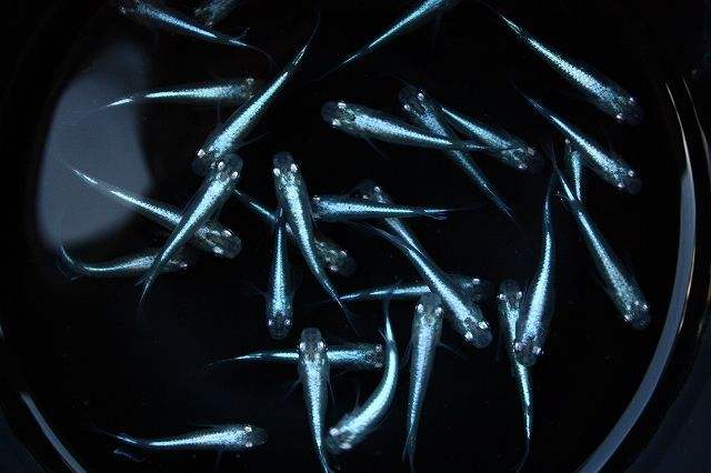 啥鱼不用加热棒也能养,用加热棒最好养的十款热带鱼