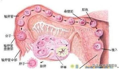 免疫问题怀孕必须保胎吗,免疫不良妊娠怎么检查