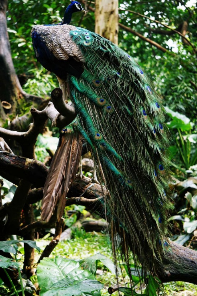 我的摄影装备,索尼微单a5000和a5100哪个好