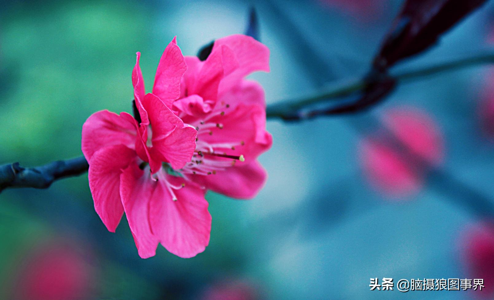 佳能18-55mm镜头，能拍出浅景深的花卉照片吗？如何拍摄？