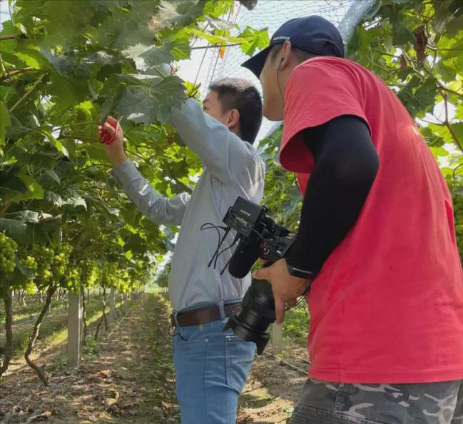农村种植葡萄一年收入,农村种植葡萄年入500万