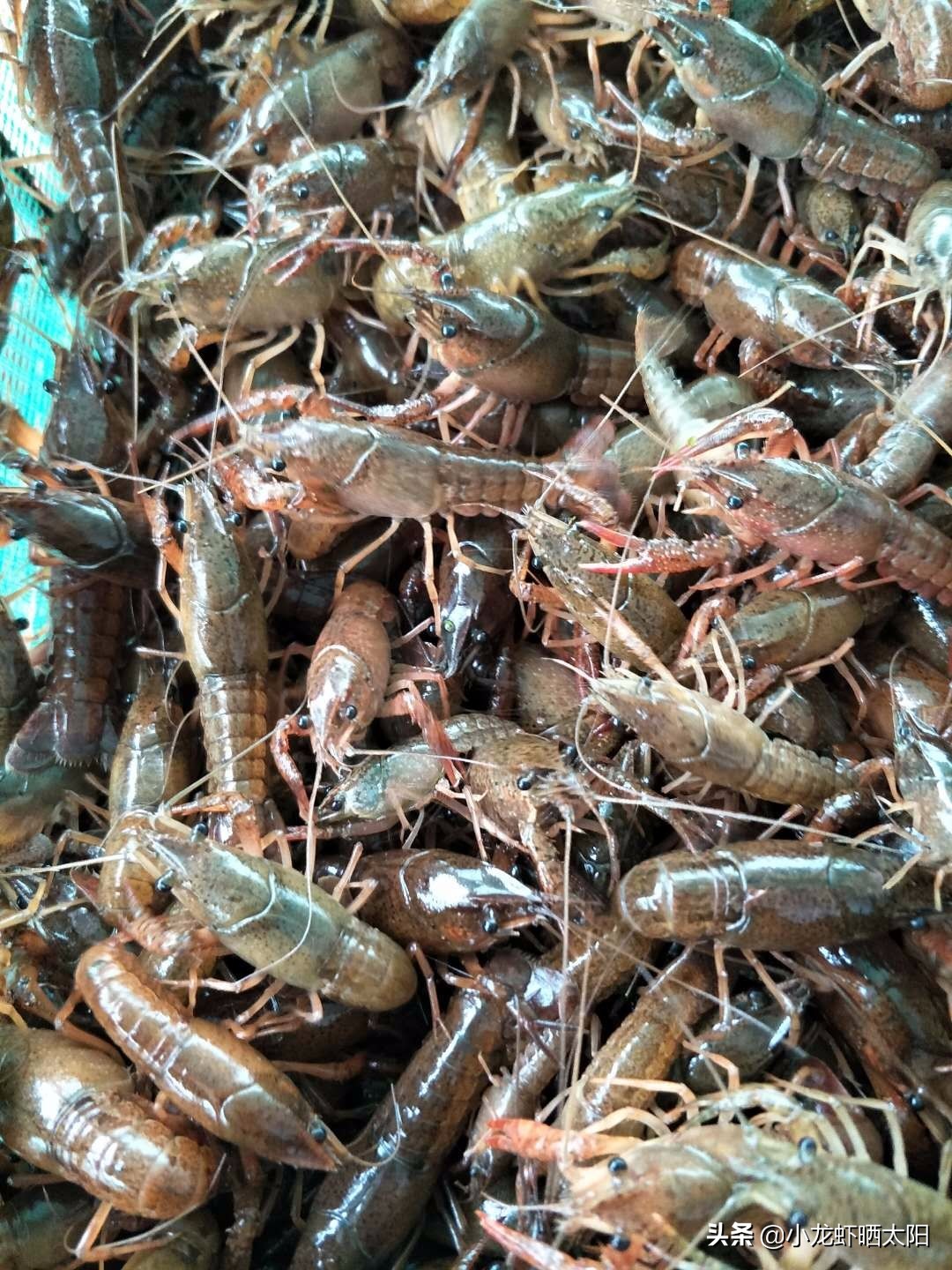 小龙虾孵化了怎么办,小龙虾虾卵怎么孵化
