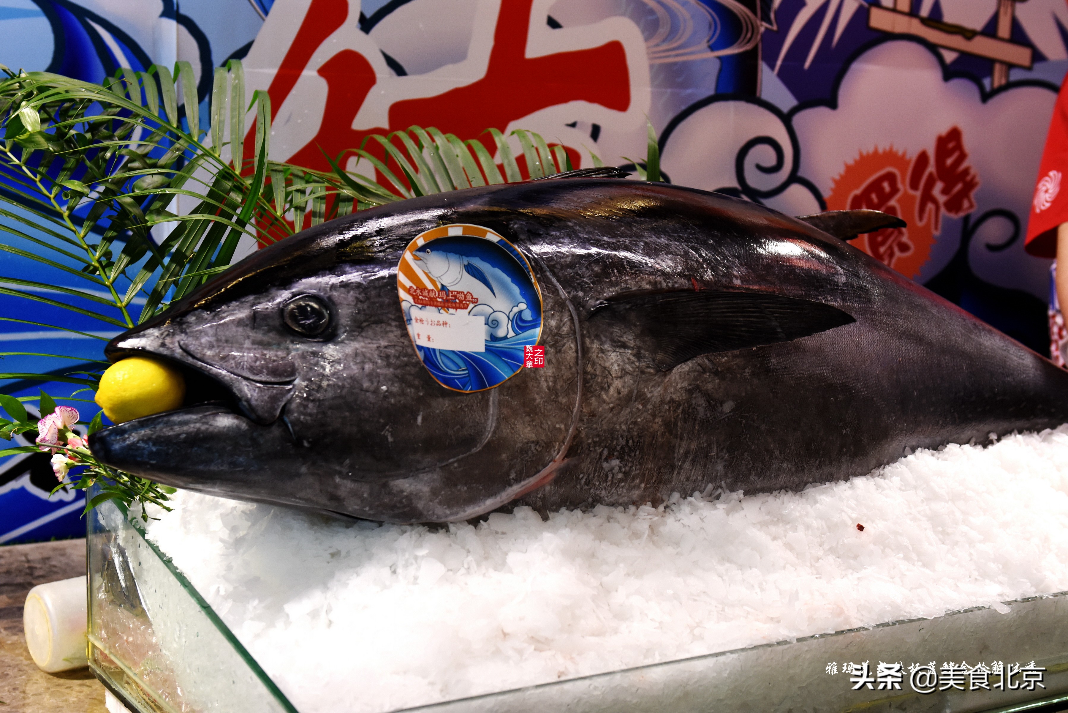 蓝鳍金枪鱼开鱼秀,深海捕蓝鳍金枪鱼