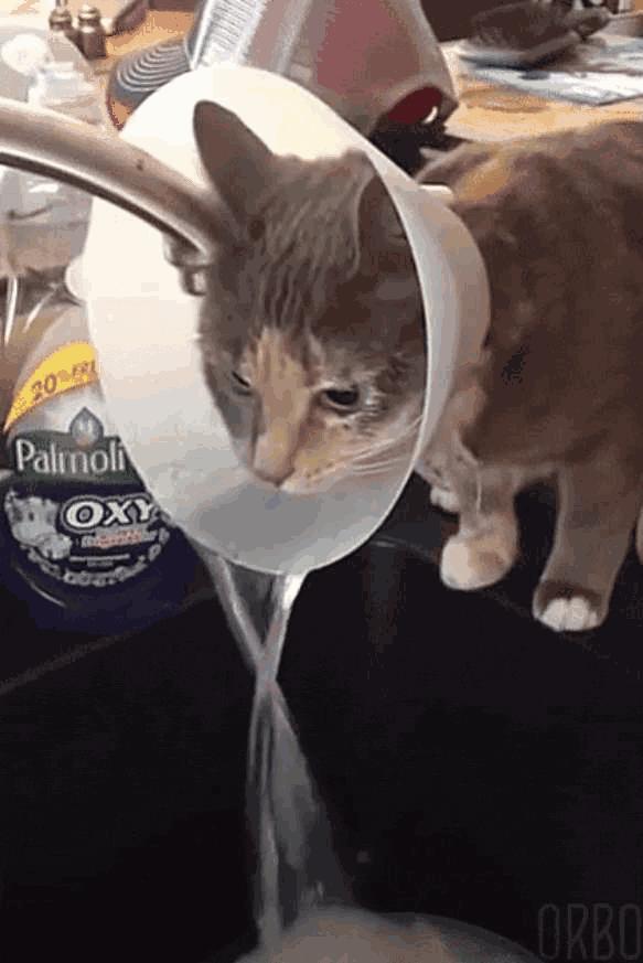 养猫狗常备药,宠物猫狗常用药