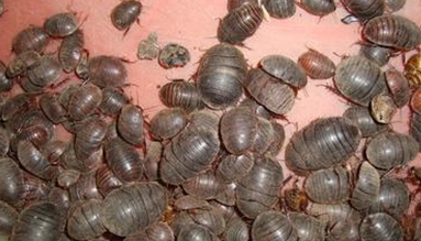 中药土鳖虫养殖,养土鳖虫经济价值高吗