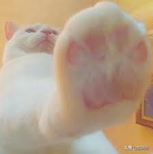 糖尿病、心脏病、肾病、胰腺炎，猫咪4类慢性病的家庭护理手册