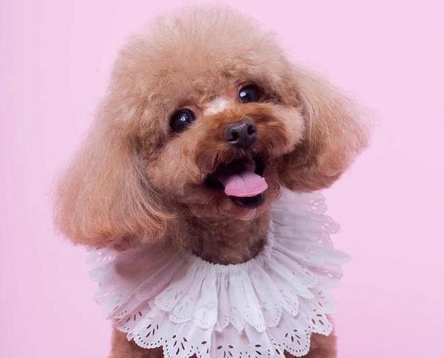 泰迪一定要剃贵宾脚吗,贵宾和泰迪哪个智商高