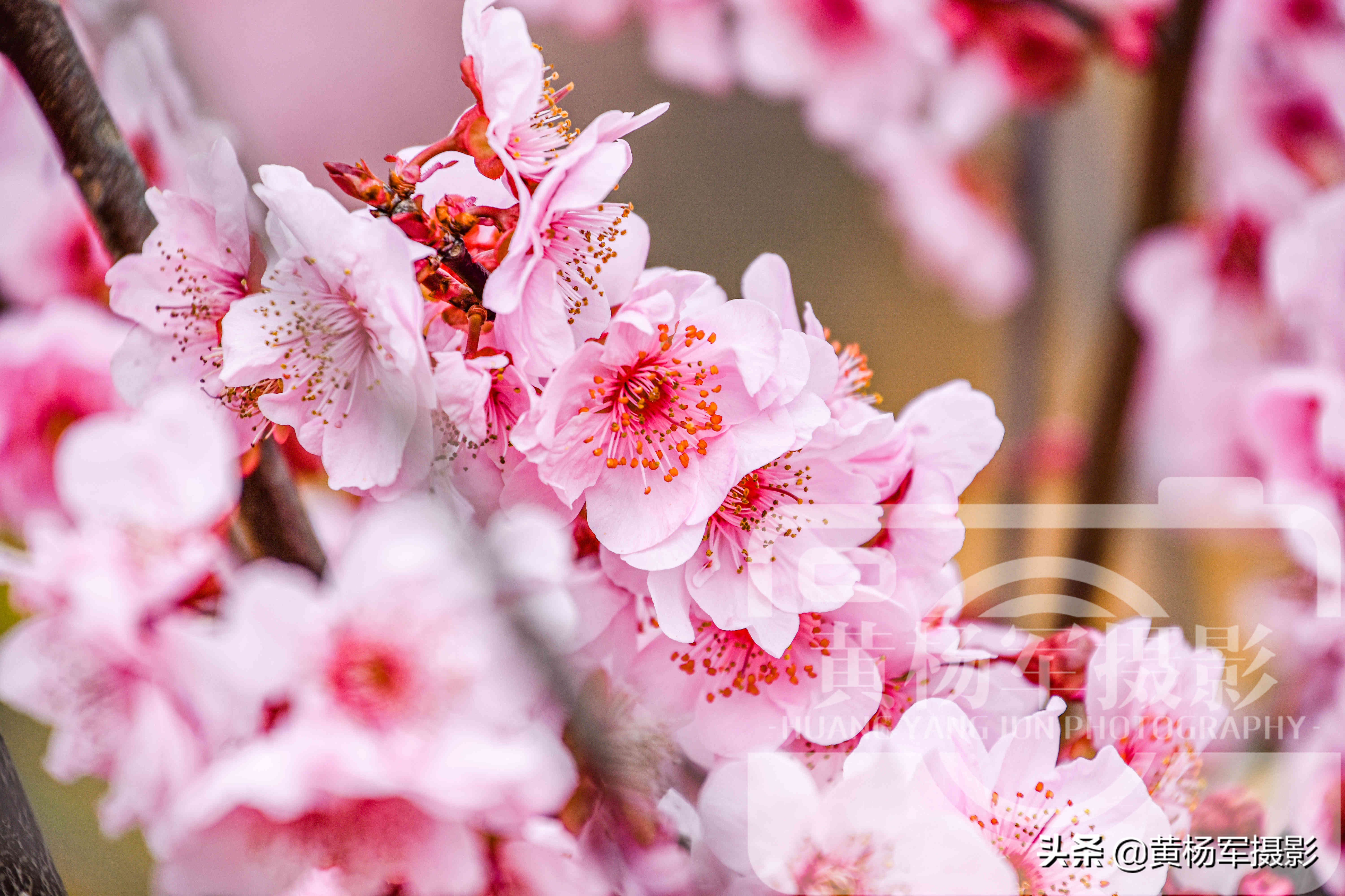 最漂亮的春天梅花图片,最好看的四季梅花