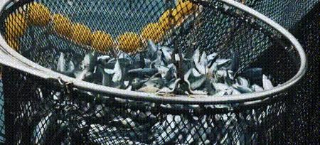 渔业危机纪录片,渔业阴谋纪录片预告