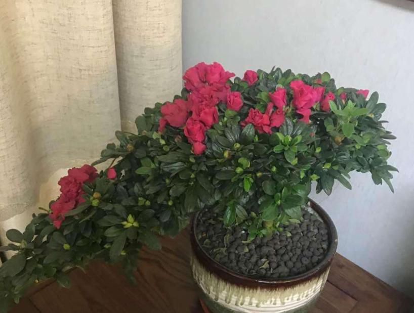 养好杜鹃花有2个条件,用什么方法养好杜鹃花盆栽