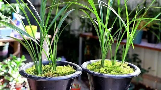 怎样分兰花苗才能开花,兰花怎么分公苗母苗