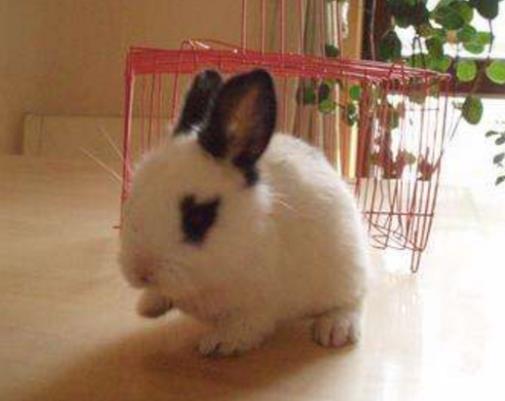 最受欢迎的10种宠物猫狗,十大最受欢迎的宠物排名