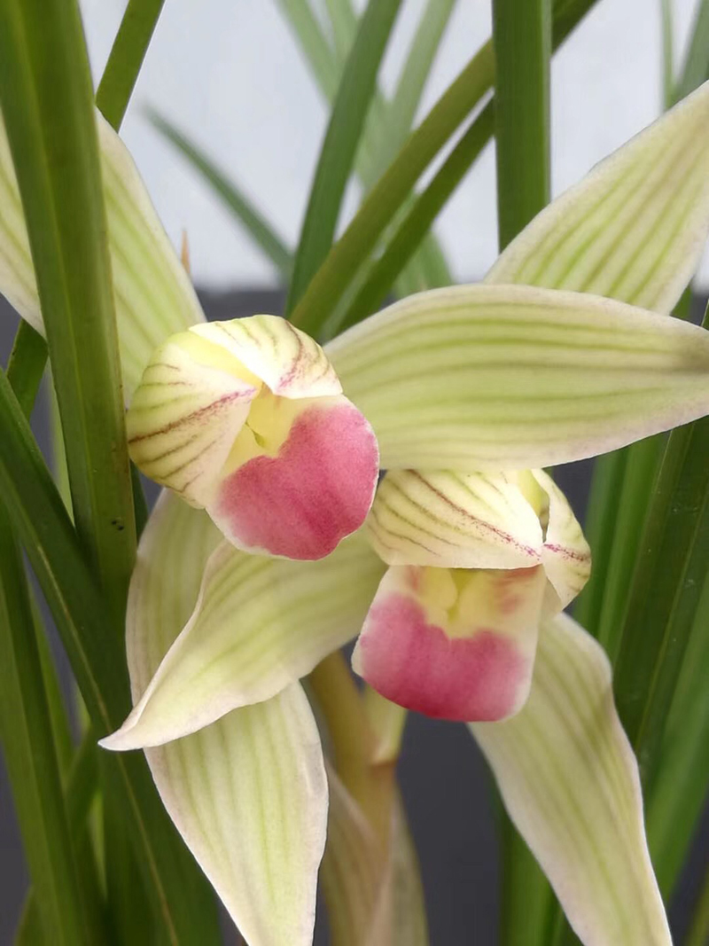 兰花老苗死了新苗活的,几十万一株兰花