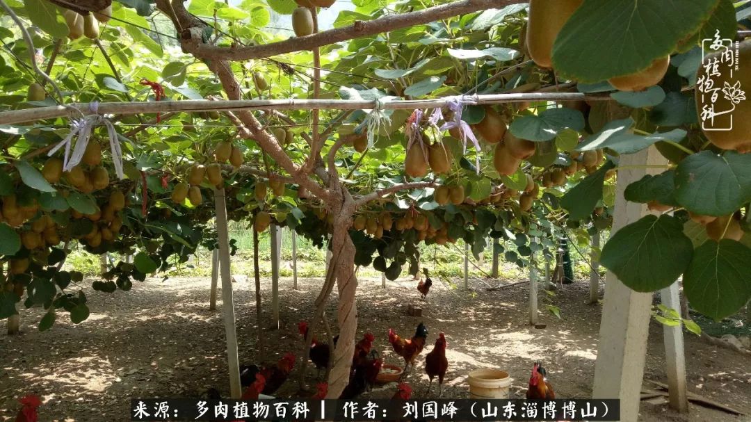 多肉植物大王叫我来巡山,大王叫我来巡山绿植