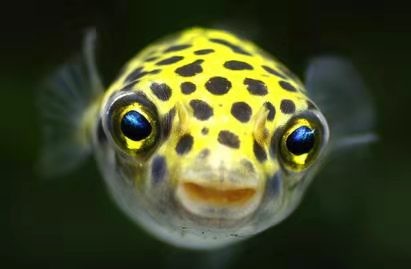 汽水鱼能不能纯海水养,汽水鱼可以用淡水长期饲养吗