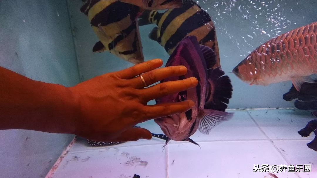 这位土豪家的渔场,光滤材就花了500多万,你确定不要见识一下?