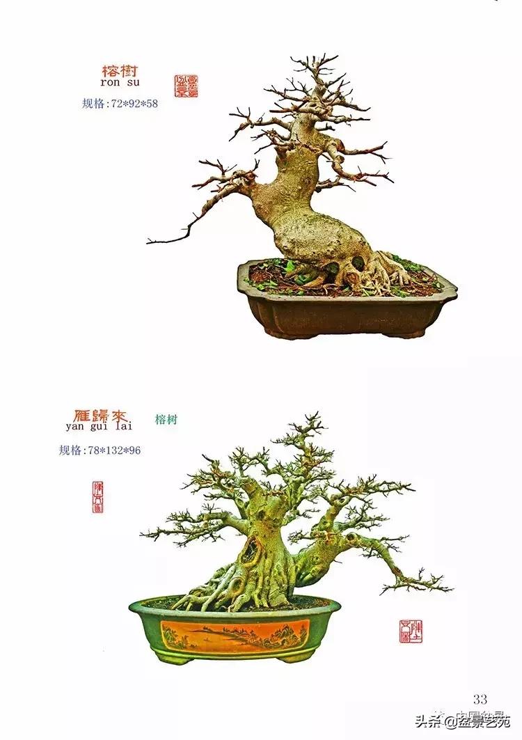 陈文图榕树欣赏,陈文图盆景