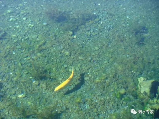 亚盐高处理方法,对虾亚盐超标根本解决办法