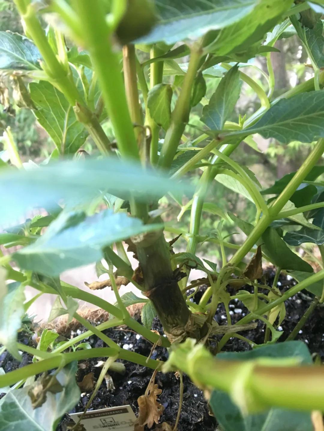 大丽花叶子发黄不开花,大丽花不开花施什么肥