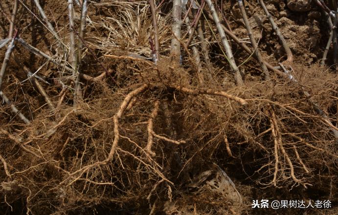 种植桃树的间距是很有讲究的,科学合理的种植模式