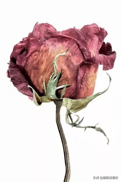 如何制作干花使其可以永久保存,如何制作干花书签