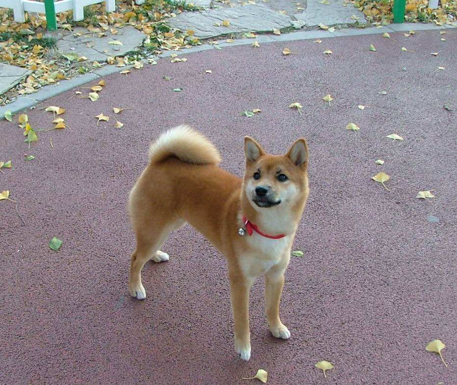 狗狗正常吃饭营养也够但还是瘦,狗狗基因取决于母系还是父系