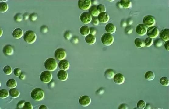 水产养殖藻类老化是怎样的,水产养殖显微镜下各种藻类