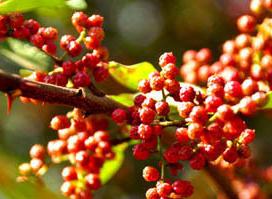 花椒树上为什么会有蚜虫？主要因为这4点，早看早知道